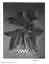 Fig. 03 - Avocado tree named 'AO06'