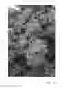 Fig. 06 - Avocado tree named 'AO06'