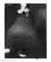 Fig. 08 - Avocado tree named 'AO06'