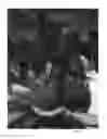 Fig. 09 - Avocado tree named 'AO06'
