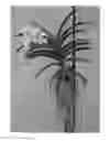 Fig. 01 - Vanda plant named SPCDW1406