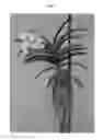 Fig. 02 - Vanda plant named SPCDW1406