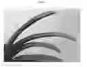 Fig. 03 - Vanda plant named SPCDW1406