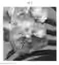 Fig. 04 - Vanda plant named SPCDW1406