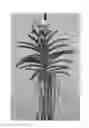 Fig. 01 - Vanda Plant Named SPCDW1404