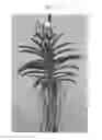 Fig. 02 - Vanda Plant Named SPCDW1404