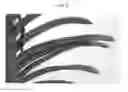 Fig. 03 - Vanda Plant Named SPCDW1404