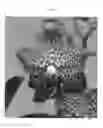 Fig. 04 - Vanda Plant Named SPCDW1404