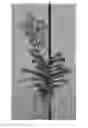 Fig. 01 - Vanda plant named SPCDW1405