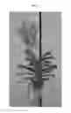 Fig. 02 - Vanda plant named SPCDW1405
