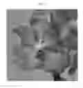 Fig. 04 - Vanda plant named SPCDW1405