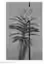 Fig. 01 - Vanda plant named SPCDW1407