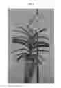 Fig. 02 - Vanda plant named SPCDW1407