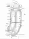Fig. 01 - Belted seed transfer mechanism