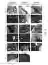 Fig. 15 - Maintenance medium for primate pluripotent stem cells