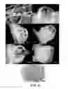 Fig. 08 - Plant growth-promoting microorganisms and methods of use thereof