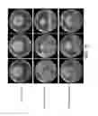 Fig. 11 - Plant growth-promoting microorganisms and methods of use thereof