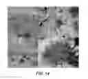 Fig. 13 - Plant growth-promoting microorganisms and methods of use thereof