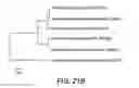 Fig. 25 - Plant growth-promoting microorganisms and methods of use thereof