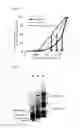 Fig. 02 - LIQUID FOOD COMPOSITION