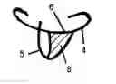 Fig. 01 - Self-supporting garment