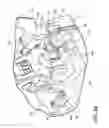 Fig. 35 - Surface cleaning apparatus