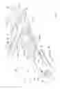 Fig. 08 - Body fluid sampling element