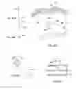 Fig. 28 - System for intra-abdominally moving an organ