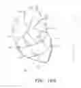 Fig. 14 - Biological Constructs for Treating Damaged Organs and Tissue