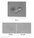 Fig. 11 - Joint bioscaffolds