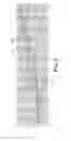 Fig. 04 - Fibrin-coated wound dressing
