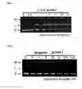 Fig. 02 - ANTIBACTERIAL AGENT