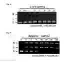 Fig. 03 - ANTIBACTERIAL AGENT