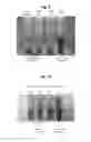Fig. 08 - Methods and Compositions for Treating Clostridium difficile Associated Disease