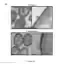 Fig. 02 - VEHICLE FOR DELIVERING A COMPOUND TO A MUCOUS MEMBRANE AND RELATED COMPOSITIONS, METHODS AND SYSTEMS