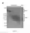 Fig. 05 - VEHICLE FOR DELIVERING A COMPOUND TO A MUCOUS MEMBRANE AND RELATED COMPOSITIONS, METHODS AND SYSTEMS
