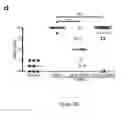 Fig. 09 - VEHICLE FOR DELIVERING A COMPOUND TO A MUCOUS MEMBRANE AND RELATED COMPOSITIONS, METHODS AND SYSTEMS