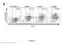 Fig. 12 - VEHICLE FOR DELIVERING A COMPOUND TO A MUCOUS MEMBRANE AND RELATED COMPOSITIONS, METHODS AND SYSTEMS