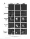 Fig. 55 - Compositions and their use for removing cholesterol