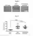 Fig. 06 - Methods for generation of podocytes from pluripotent stem cells and cells produced by the same