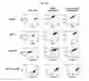 Fig. 07 - Methods for generation of podocytes from pluripotent stem cells and cells produced by the same