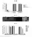 Fig. 08 - Methods for generation of podocytes from pluripotent stem cells and cells produced by the same