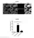 Fig. 10 - Methods for generation of podocytes from pluripotent stem cells and cells produced by the same