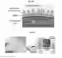 Fig. 13 - Methods for generation of podocytes from pluripotent stem cells and cells produced by the same