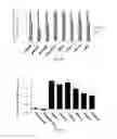 Fig. 13 - Dosage compensating transgenes and cells