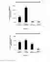 Fig. 18 - Dosage compensating transgenes and cells