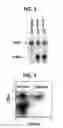 Fig. 03 - Composition for inducing proliferation or accumulation of regulatory T cells