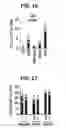 Fig. 12 - Composition for inducing proliferation or accumulation of regulatory T cells