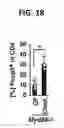 Fig. 13 - Composition for inducing proliferation or accumulation of regulatory T cells