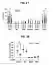 Fig. 20 - Composition for inducing proliferation or accumulation of regulatory T cells